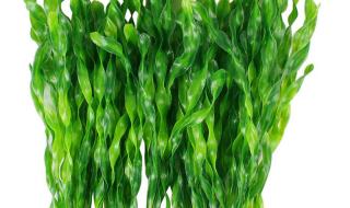 海藻类植物是什么 海藻是什么植物